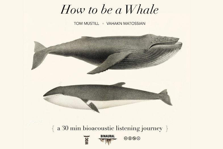 How to be a Whale: Whale Song Sound Bath and Q&A