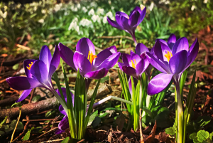 Community Bulb Planting