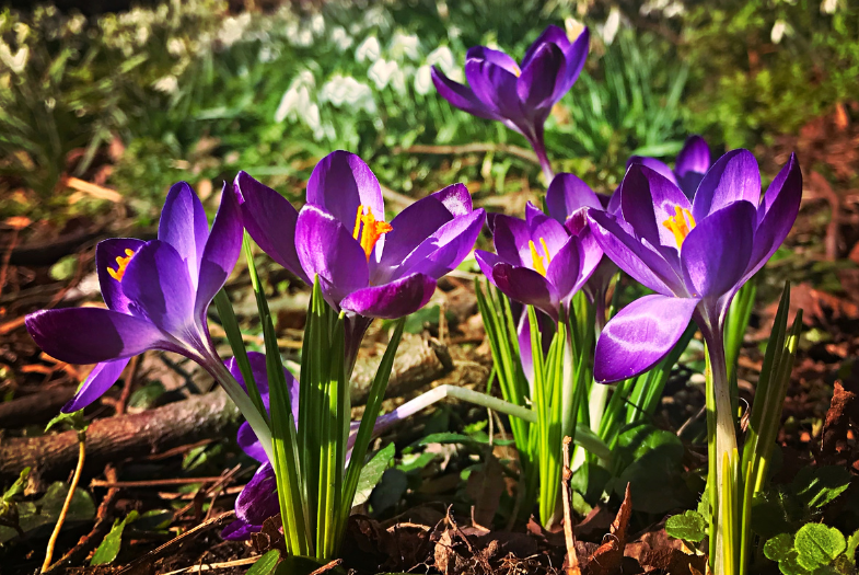 Community Bulb Planting